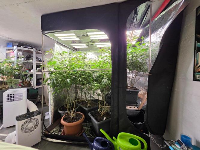 Zupernova Clones. Week 24