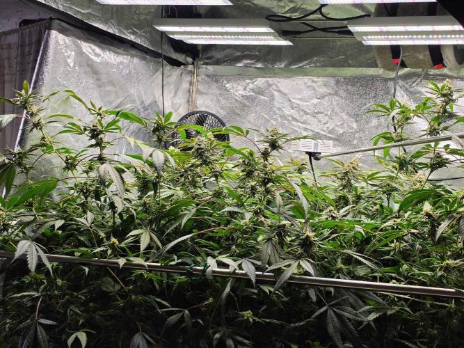 Zupernova Clones. Week 24
