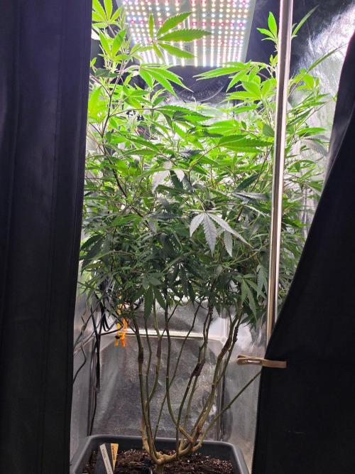 Zupernova Clones. Week 24