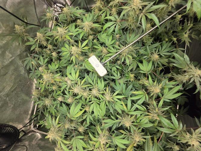 Zupernova Clones. Week 24
