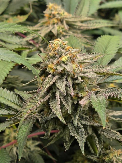 Zupernova Clones. Week 24