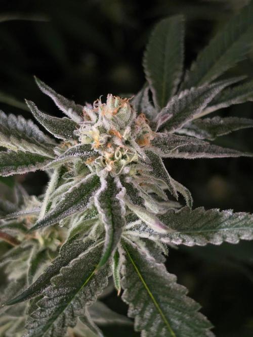 Zupernova Clones. Week 24