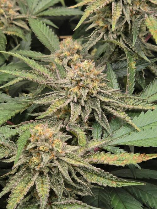 Zupernova Clones. Week 24