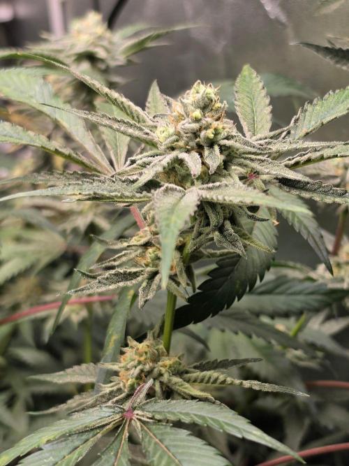 Zupernova Clones. Week 24