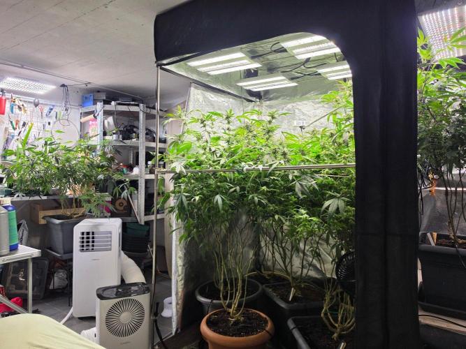 Zupernova Clones. Week 24