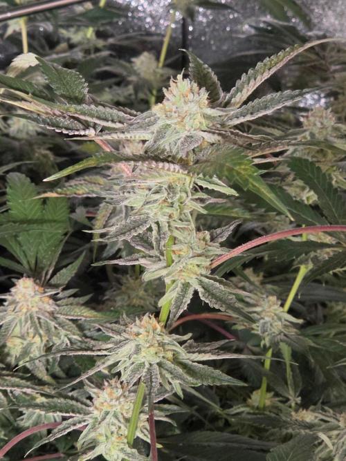 Zupernova Clones. Week 24