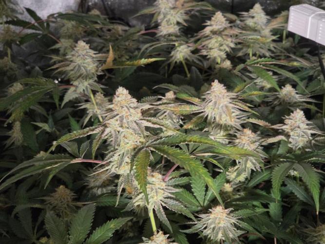 Zupernova Clones. Week 24