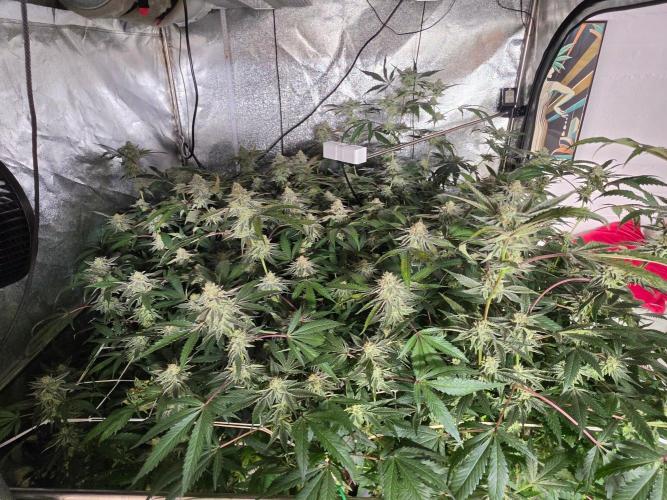 Zupernova Clones. Week 24