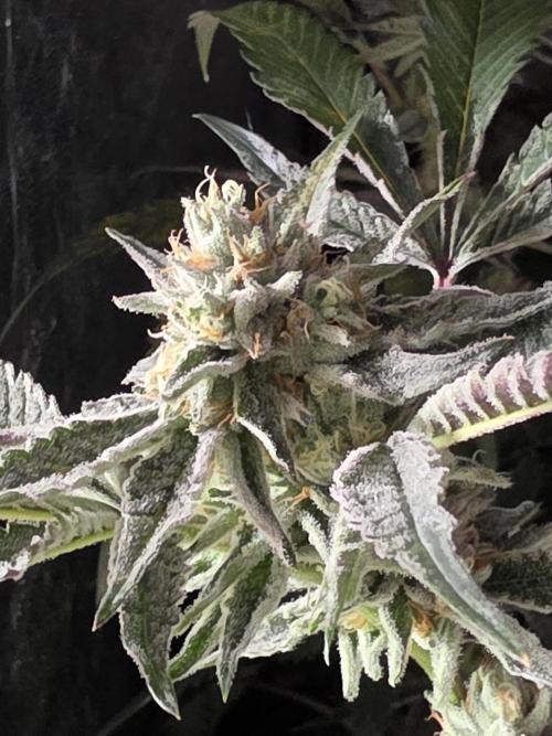 Zupernova Clones. Week 24