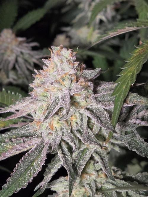 Zupernova Clones. Week 24