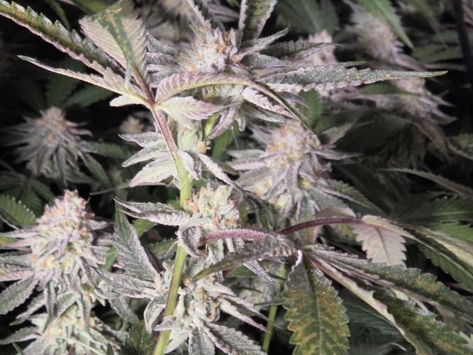 Zupernova Clones. Week 24