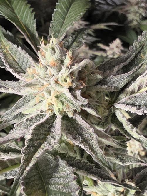 Zupernova Clones. Week 24