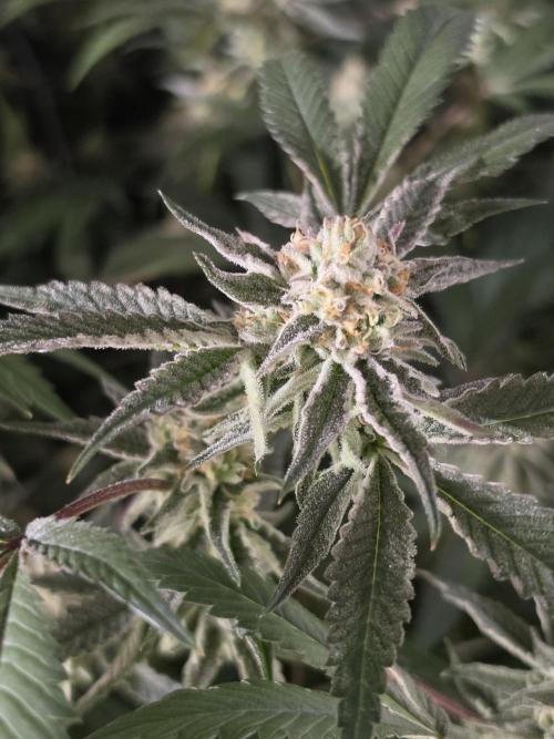 Zupernova Clones. Week 24