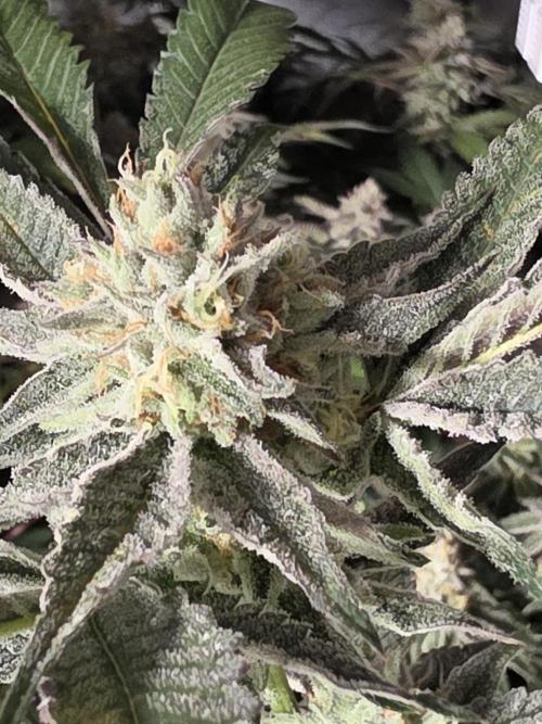 Zupernova Clones. Week 24