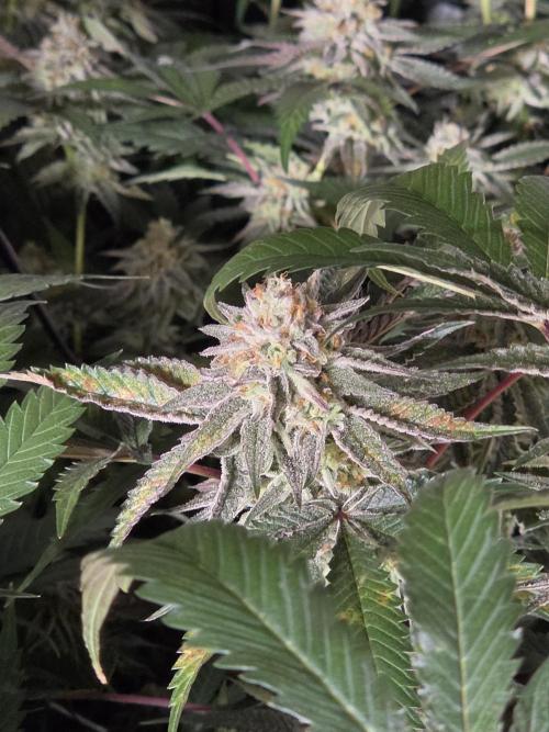 Zupernova Clones. Week 24