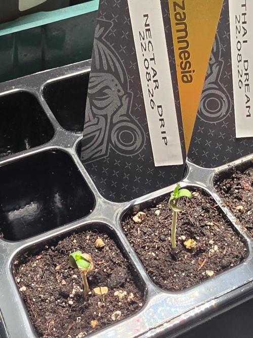 Nectar Drip (Zamnesia Seeds x TICAL). Week 0