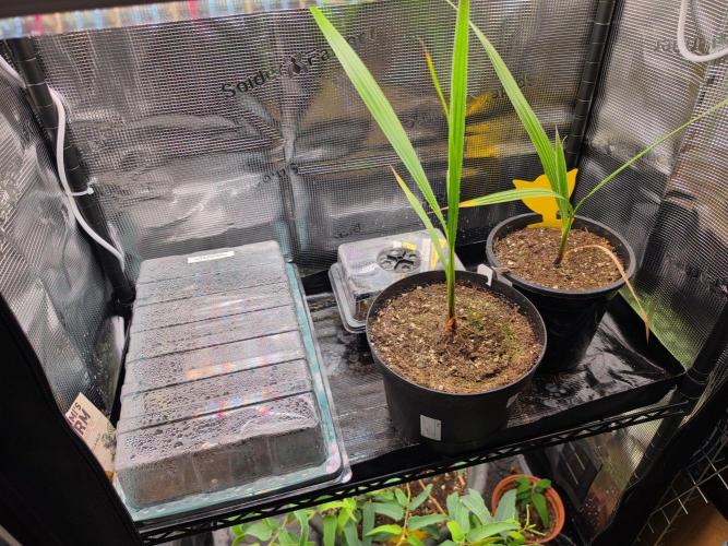 Nectar Drip (Zamnesia Seeds x TICAL). Week 0