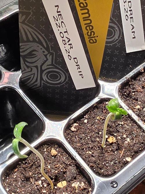 Nectar Drip (Zamnesia Seeds x TICAL). Week 0