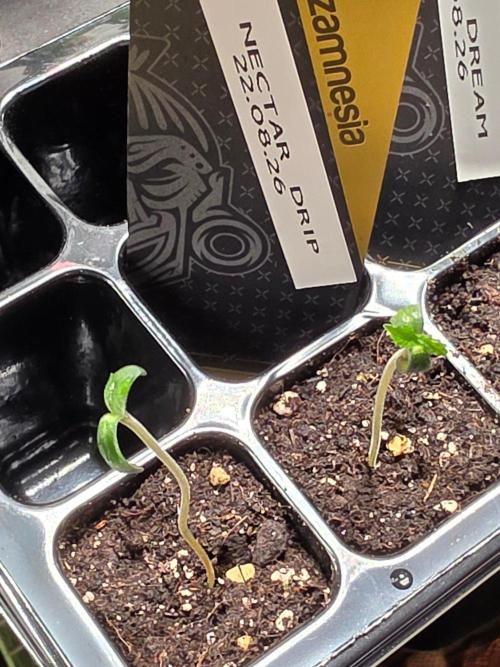 Nectar Drip (Zamnesia Seeds x TICAL). Week 0