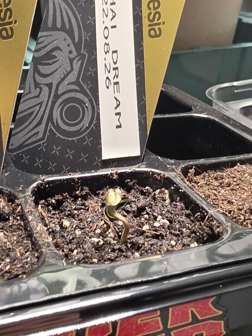 Thai Dream (RQS x Zamnesia) feminized. Week 0