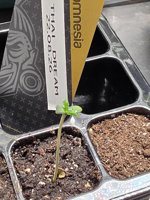 Thai Dream (RQS x Zamnesia) feminized. Week 0