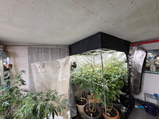 Zupernova Clones. Week 25