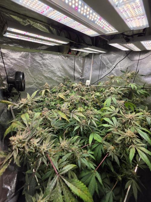 Zupernova Clones. Week 25