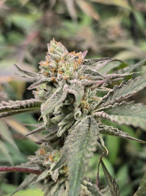 Zupernova Clones. Week 25