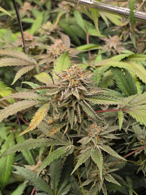 Zupernova Clones. Week 25