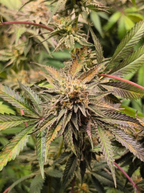 Zupernova Clones. Week 25