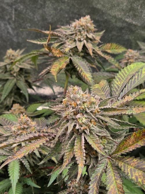 Zupernova Clones. Week 25