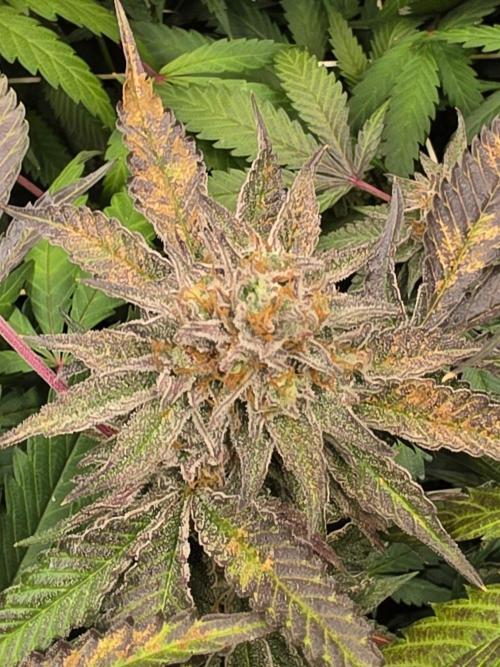 Zupernova Clones. Week 25