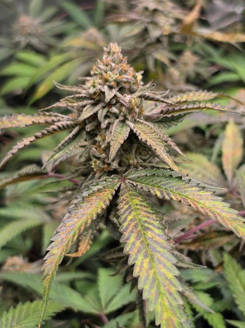 Zupernova Clones. Week 25