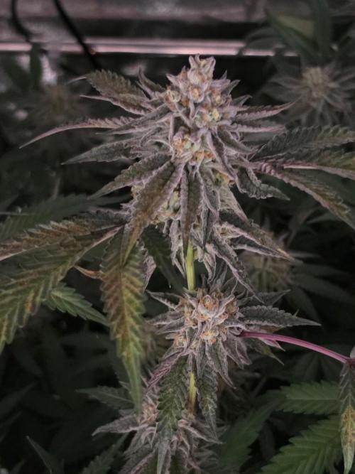 Zupernova Clones. Week 25