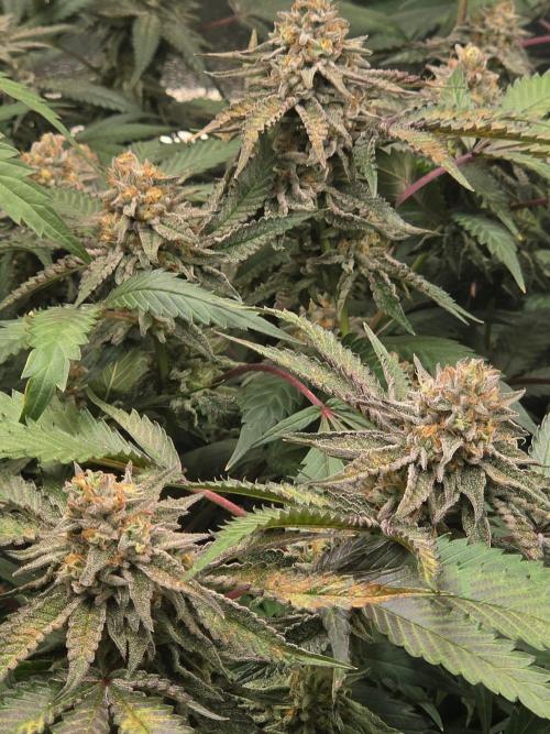 Zupernova Clones. Week 25