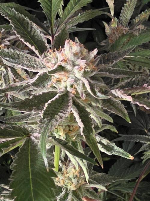 Zupernova Clones. Week 25