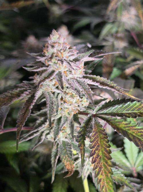 Zupernova Clones. Week 25