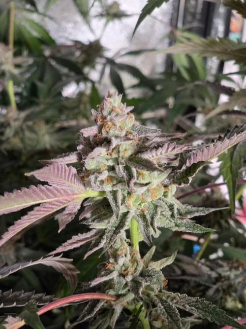Zupernova Clones. Week 25