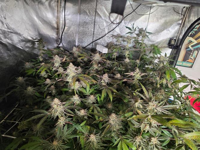 Zupernova Clones. Week 25
