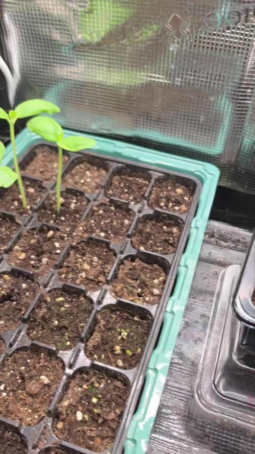 Zupernova Clones