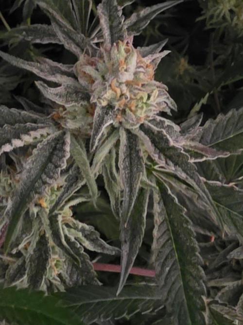Zupernova Clones. Week 25
