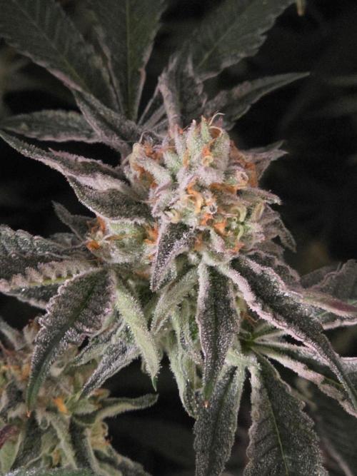 Zupernova Clones. Week 25