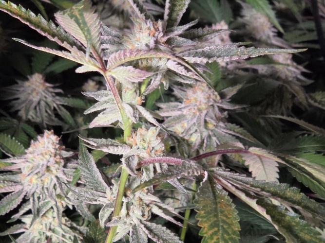 Zupernova Clones. Week 25