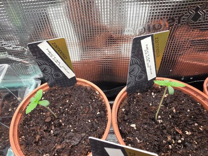 Nectar Drip (Zamnesia Seeds x TICAL). Week 1