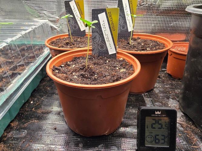 Nectar Drip (Zamnesia Seeds x TICAL). Week 1