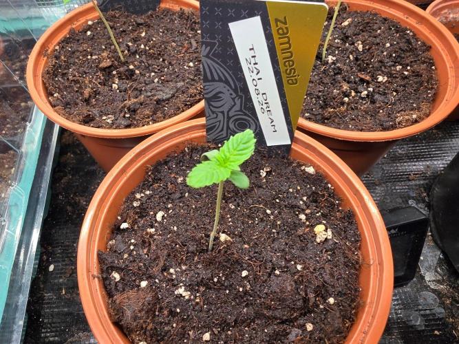 Thai Dream (RQS x Zamnesia) feminized. Week 1