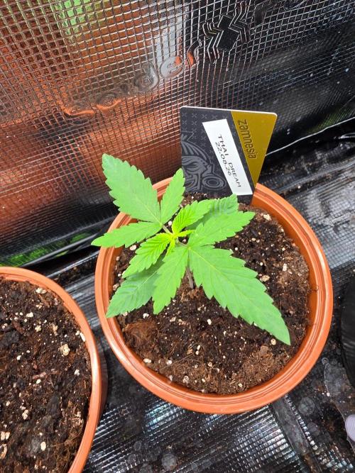 Thai Dream (RQS x Zamnesia) feminized. Week 2