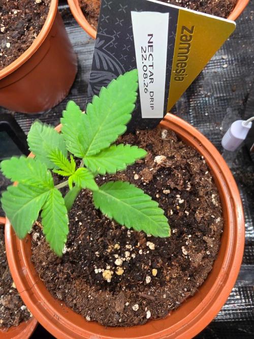 Nectar Drip (Zamnesia Seeds x TICAL). Week 2