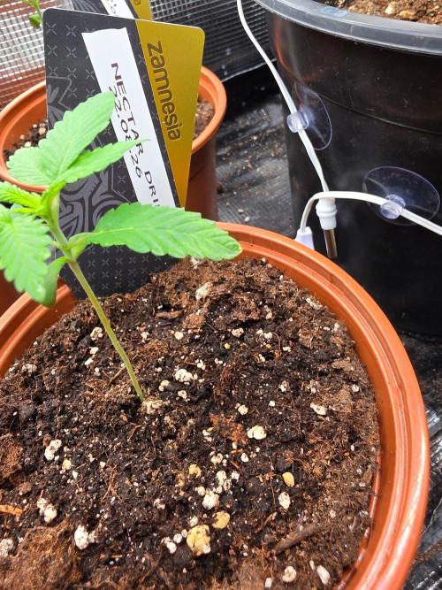Nectar Drip (Zamnesia Seeds x TICAL). Week 2