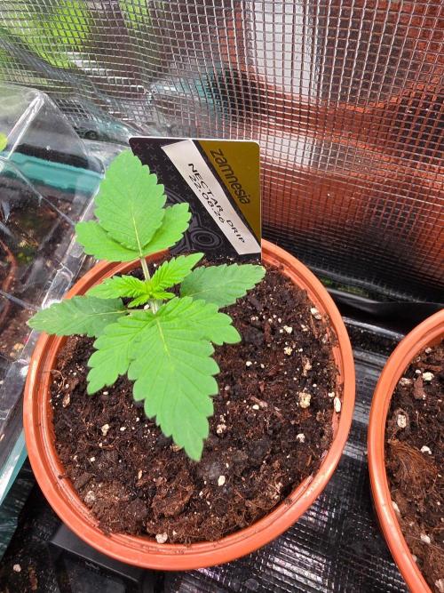 Nectar Drip (Zamnesia Seeds x TICAL). Week 2